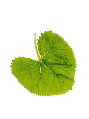 포토 JPG 스튜디오촬영 채소 실내 누끼 사람없음 신선 흰배경 유기농 한장 곰취 산나물 국내포토 1 웰빙 백그라운드 내부 흰색 나물 파일형식