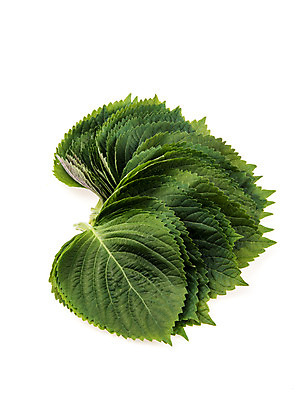 포토 JPG 스튜디오촬영 채소 실내 누끼 사람없음 신선 흰배경 유기농 깻잎 여러장 국내포토 웰빙 다수 백그라운드 내부 흰색 파일형식