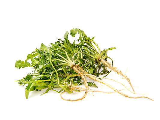 포토 JPG 스튜디오촬영 채소 실내 누끼 사람없음 신선 흰배경 유기농 냉이 봄나물 제철음식 국내포토 웰빙 음식 백그라운드 내부 흰색 나물 제철 파일형식