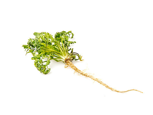 포토 JPG 스튜디오촬영 채소 실내 누끼 사람없음 신선 흰배경 유기농 냉이 봄나물 제철음식 국내포토 웰빙 음식 백그라운드 내부 흰색 나물 제철 파일형식