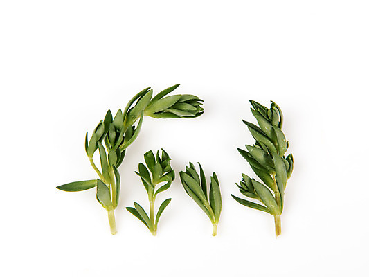 포토 JPG 스튜디오촬영 채소 실내 누끼 사람없음 신선 흰배경 유기농 돌나물 국내포토 웰빙 백그라운드 내부 흰색 파일형식