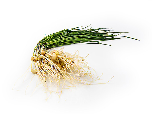 포토 JPG 스튜디오촬영 채소 실내 누끼 사람없음 신선 흰배경 유기농 달래 달래나물 봄나물 제철 제철음식 국내포토 웰빙 음식 백그라운드 내부 흰색 나물 파일형식