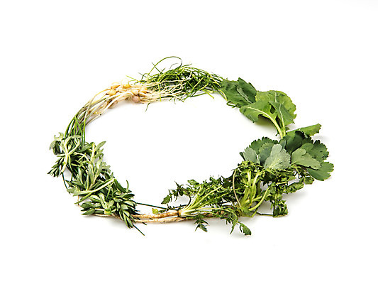 포토 JPG 스튜디오촬영 채소 실내 누끼 사람없음 다양 신선 흰배경 유기농 냉이 달래나물 돌나물 방풍 봄나물 유채나물 세발나물 제철음식 국내포토 웰빙 음식 다수 백그라운드 내부 흰색 나물 제철 파일형식