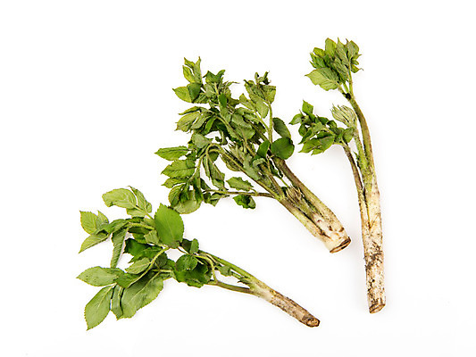 포토 JPG 스튜디오촬영 채소 실내 누끼 사람없음 신선 흰배경 유기농 두릅 땅두릅 산나물 국내포토 웰빙 백그라운드 내부 흰색 나물 파일형식