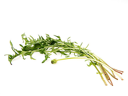 포토 JPG 스튜디오촬영 채소 실내 누끼 사람없음 신선 흰배경 유기농 민들레나물 국내포토 웰빙 백그라운드 내부 흰색 파일형식