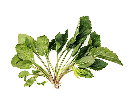 포토 JPG 스튜디오촬영 채소 실내 누끼 사람없음 신선 흰배경 유기농 부지갱이 국내포토 웰빙 백그라운드 내부 흰색 파일형식