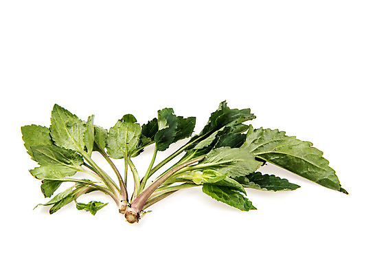 포토 JPG 스튜디오촬영 채소 실내 누끼 사람없음 신선 흰배경 유기농 부지갱이 국내포토 웰빙 백그라운드 내부 흰색 파일형식