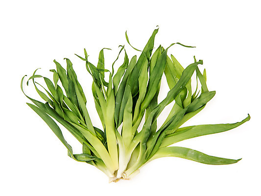 포토 JPG 스튜디오촬영 채소 실내 누끼 사람없음 신선 흰배경 유기농 원추리나물 국내포토 웰빙 백그라운드 내부 흰색 파일형식