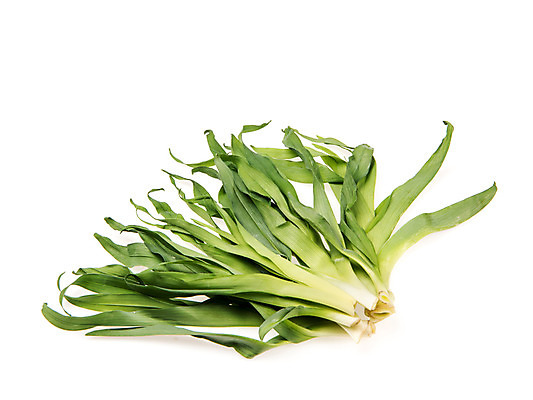포토 JPG 스튜디오촬영 채소 실내 누끼 사람없음 신선 흰배경 유기농 원추리나물 국내포토 웰빙 백그라운드 내부 흰색 파일형식