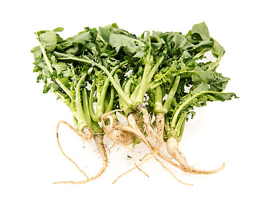 포토 JPG 스튜디오촬영 채소 실내 누끼 사람없음 신선 흰배경 유기농 열무 국내포토 웰빙 백그라운드 내부 흰색 무 파일형식