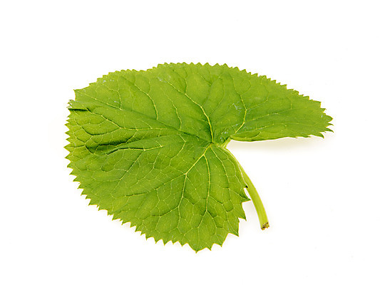 포토 JPG 스튜디오촬영 채소 실내 누끼 사람없음 신선 흰배경 유기농 한장 곰취 산나물 국내포토 1 웰빙 백그라운드 내부 흰색 나물 파일형식