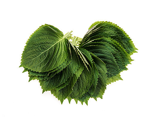 포토 JPG 스튜디오촬영 채소 실내 누끼 사람없음 신선 흰배경 유기농 깻잎 여러장 국내포토 웰빙 다수 백그라운드 내부 흰색 파일형식