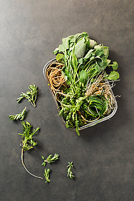 포토 JPG 스튜디오촬영 채소 실내 사람없음 하이앵글 다양 신선 유기농 깻잎 냉이 달래 달래나물 돌나물 봄나물 씀바귀 제철 플랫레이 유채나물 제철음식 국내포토 웰빙 음식 뷰포인트 다수 뿌리채소 내부 플랫 나물 파일형식