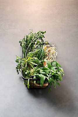 포토 JPG 스튜디오촬영 채소 실내 사람없음 바구니 다양 유기농 냉이 달래나물 봄나물 민들레나물 원추리나물 제철음식 국내포토 웰빙 음식 다수 내부 나물 제철 파일형식