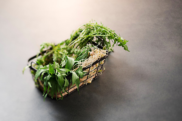 포토 JPG 스튜디오촬영 채소 실내 사람없음 바구니 신선 유기농 냉이 달래 달래나물 봄나물 제철 민들레나물 제철음식 국내포토 웰빙 음식 내부 나물 파일형식