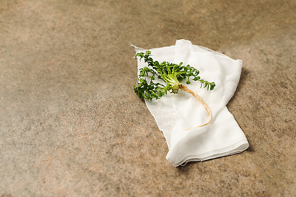 포토 JPG 스튜디오촬영 채소 실내 사람없음 신선 천 유기농 냉이 봄나물 제철음식 국내포토 웰빙 음식 내부 직물 나물 제철 파일형식