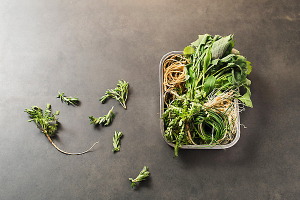 포토 JPG 스튜디오촬영 채소 실내 사람없음 하이앵글 소쿠리 다양 신선 유기농 깻잎 냉이 달래나물 돌나물 봄나물 씀바귀 플랫레이 유채나물 제철음식 국내포토 웰빙 음식 뷰포인트 다수 뿌리채소 내부 바구니 플랫 나물 제철 파일형식