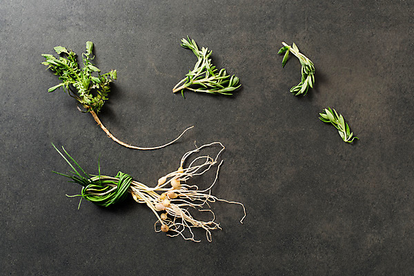 포토 JPG 스튜디오촬영 채소 실내 사람없음 하이앵글 다양 신선 유기농 냉이 달래나물 돌나물 봄나물 플랫레이 제철음식 국내포토 웰빙 음식 뷰포인트 다수 내부 플랫 나물 제철 파일형식