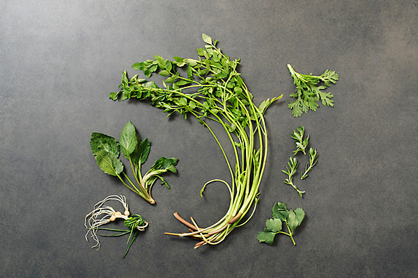 포토 JPG 스튜디오촬영 채소 실내 사람없음 하이앵글 다양 신선 유기농 쑥갓 미나리 달래나물 돌나물 방풍 플랫레이 부지갱이 국내포토 웰빙 뷰포인트 다수 내부 플랫 파일형식