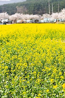 포토 JPG 주간 봄꽃 사람없음 야외 봄풍경 봄 벚꽃 유채 삼척 국내포토 자연요소 계절 꽃 풍경 강원도 파일형식