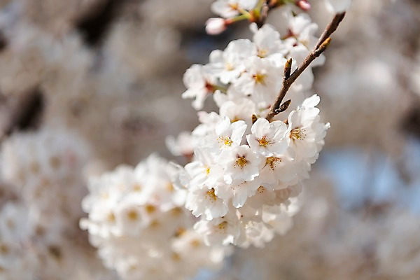 포토 JPG 주간 봄꽃 사람없음 야외 아웃포커스 봄풍경 봄 벚꽃 삼척 국내포토 자연요소 계절 꽃 촬영기법 풍경 강원도 파일형식