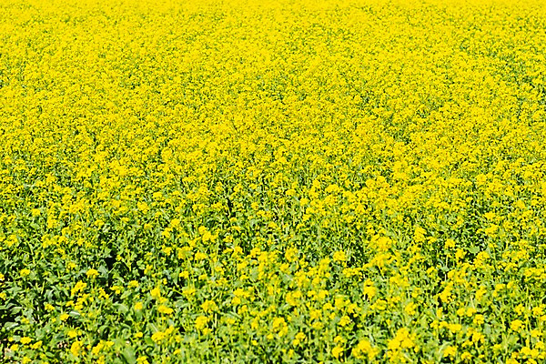 포토 JPG 주간 꽃밭 봄꽃 사람없음 야외 봄풍경 봄 유채 삼척 국내포토 자연요소 계절 꽃 풍경 강원도 파일형식