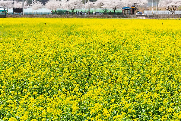 포토 JPG 주간 꽃밭 봄꽃 사람없음 야외 봄풍경 봄 벚꽃 유채 삼척 국내포토 자연요소 계절 꽃 풍경 강원도 파일형식