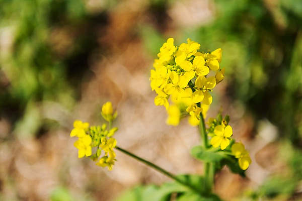 포토 JPG 주간 꽃밭 봄꽃 사람없음 야외 아웃포커스 봄풍경 봄 유채 삼척 국내포토 자연요소 계절 꽃 촬영기법 풍경 강원도 파일형식