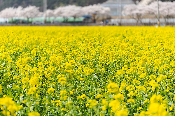 포토 JPG 주간 꽃밭 봄꽃 사람없음 야외 아웃포커스 봄풍경 봄 벚꽃 유채 삼척 국내포토 자연요소 계절 꽃 촬영기법 풍경 강원도 파일형식