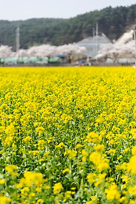 포토 JPG 주간 꽃밭 봄꽃 사람없음 야외 아웃포커스 봄풍경 봄 벚꽃 유채 삼척 국내포토 자연요소 계절 꽃 촬영기법 풍경 강원도 파일형식