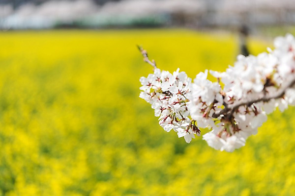 포토 JPG 주간 꽃밭 봄꽃 사람없음 야외 아웃포커스 봄풍경 봄 벚꽃 유채 삼척 국내포토 자연요소 계절 꽃 촬영기법 풍경 강원도 파일형식