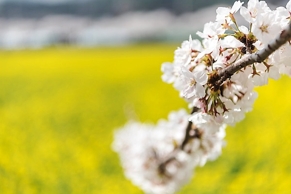 포토 JPG 주간 꽃밭 봄꽃 사람없음 야외 아웃포커스 봄풍경 봄 벚꽃 유채 삼척 국내포토 자연요소 계절 꽃 촬영기법 풍경 강원도 파일형식