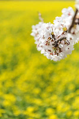 포토 JPG 주간 꽃밭 봄꽃 사람없음 야외 아웃포커스 봄풍경 봄 벚꽃 유채 삼척 국내포토 자연요소 계절 꽃 촬영기법 풍경 강원도 파일형식