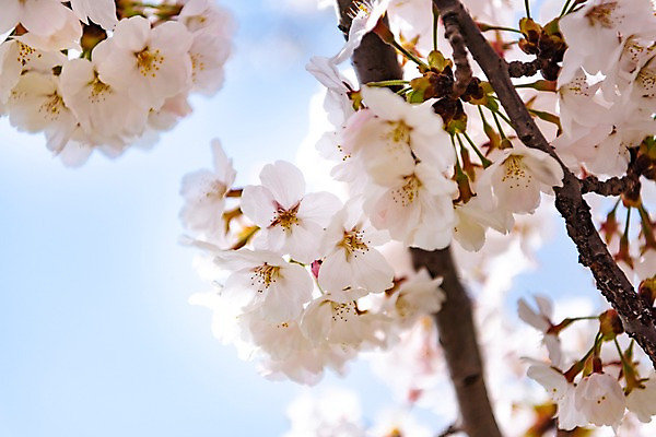 포토 JPG 주간 봄꽃 하늘 사람없음 야외 봄풍경 봄 벚꽃 삼척 국내포토 자연요소 계절 꽃 풍경 강원도 파일형식
