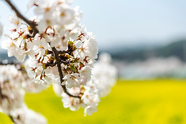 포토 JPG 주간 꽃밭 봄꽃 사람없음 야외 아웃포커스 봄풍경 봄 벚꽃 유채 삼척 국내포토 자연요소 계절 꽃 촬영기법 풍경 강원도 파일형식