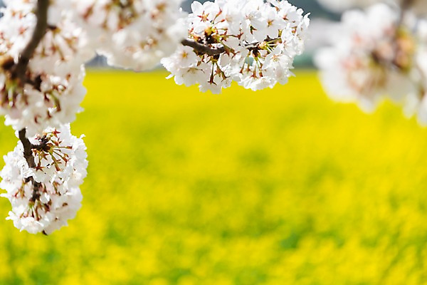 포토 JPG 주간 꽃밭 봄꽃 사람없음 야외 아웃포커스 봄풍경 봄 벚꽃 유채 삼척 국내포토 자연요소 계절 꽃 촬영기법 풍경 강원도 파일형식