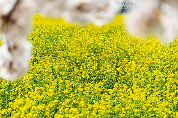 포토 JPG 주간 꽃밭 봄꽃 사람없음 야외 아웃포커스 봄풍경 봄 벚꽃 유채 삼척 국내포토 자연요소 계절 꽃 촬영기법 풍경 강원도 파일형식