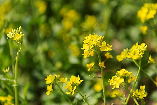 포토 JPG 주간 꽃밭 봄꽃 사람없음 야외 아웃포커스 봄풍경 봄 유채 삼척 국내포토 자연요소 계절 꽃 촬영기법 풍경 강원도 파일형식