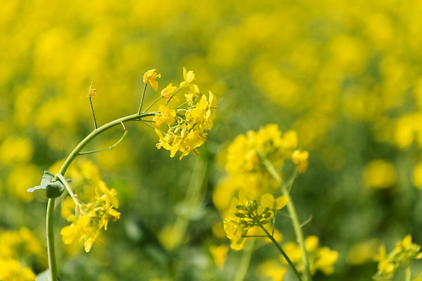 포토 JPG 주간 꽃밭 봄꽃 사람없음 야외 아웃포커스 봄풍경 봄 유채 삼척 국내포토 자연요소 계절 꽃 촬영기법 풍경 강원도 파일형식