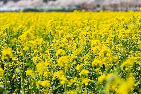 포토 JPG 주간 꽃밭 봄꽃 사람없음 야외 아웃포커스 봄풍경 봄 벚꽃 유채 삼척 국내포토 자연요소 계절 꽃 촬영기법 풍경 강원도 파일형식