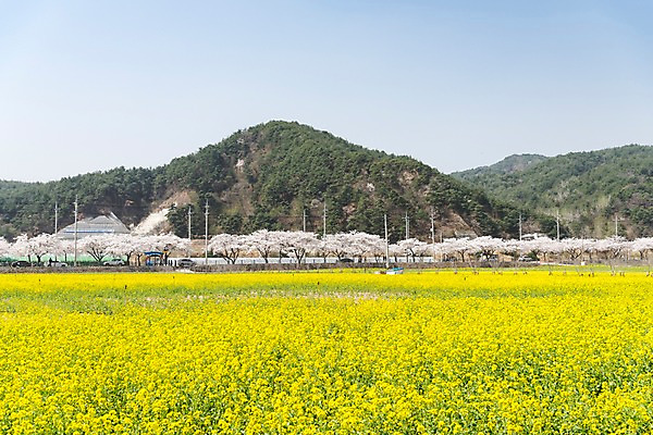 포토 JPG 주간 꽃밭 봄꽃 산 사람없음 야외 봄풍경 봄 벚꽃 유채 삼척 국내포토 자연요소 계절 꽃 풍경 강원도 파일형식