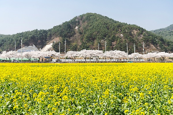 포토 JPG 주간 꽃밭 봄꽃 산 사람없음 야외 봄풍경 봄 벚꽃 유채 삼척 국내포토 자연요소 계절 꽃 풍경 강원도 파일형식
