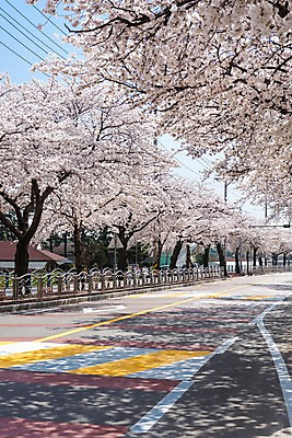 포토 JPG 주간 도로 봄꽃 사람없음 야외 봄풍경 봄 벚꽃 벚나무 삼척 국내포토 자연요소 나무 계절 꽃 길 교통시설 풍경 강원도 파일형식