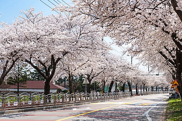 포토 JPG 주간 도로 봄꽃 사람없음 야외 봄풍경 봄 벚꽃 벚나무 삼척 국내포토 자연요소 나무 계절 꽃 길 교통시설 풍경 강원도 파일형식