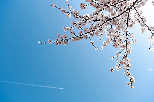 포토 JPG 주간 봄꽃 하늘 사람없음 야외 봄풍경 봄 벚꽃 벚나무 삼척 국내포토 자연요소 나무 계절 꽃 풍경 강원도 파일형식