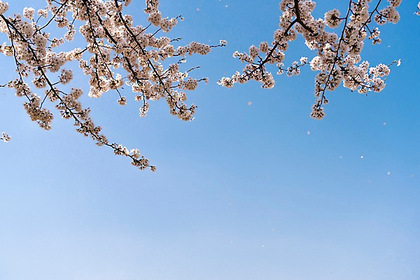 포토 JPG 주간 봄꽃 하늘 사람없음 야외 봄풍경 봄 벚꽃 벚나무 삼척 국내포토 자연요소 나무 계절 꽃 풍경 강원도 파일형식