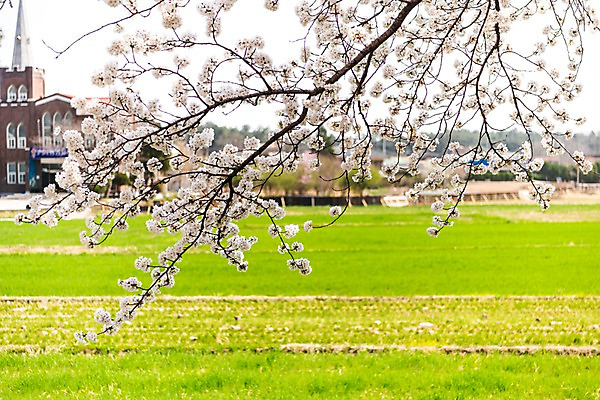 포토 JPG 주간 봄꽃 사람없음 야외 봄풍경 봄 벚꽃 벚나무 삼척 국내포토 자연요소 나무 계절 꽃 풍경 강원도 파일형식