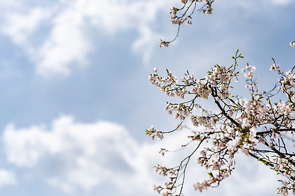포토 JPG 주간 구름 봄꽃 하늘 사람없음 야외 봄풍경 봄 벚꽃 벚나무 삼척 국내포토 자연요소 나무 계절 꽃 풍경 강원도 파일형식