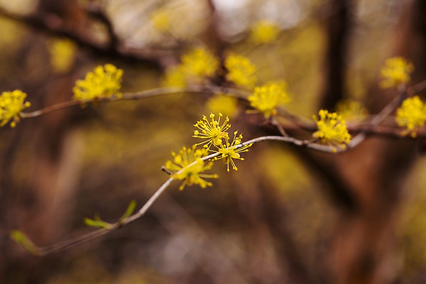 포토 JPG 주간 봄꽃 사람없음 야외 아웃포커스 봄풍경 봄 산수유 산수유나무 양평 국내포토 자연요소 나무 계절 꽃 촬영기법 풍경 경기도 파일형식