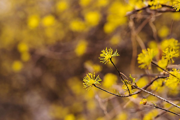 포토 JPG 주간 봄꽃 사람없음 야외 아웃포커스 봄풍경 봄 산수유 산수유나무 양평 국내포토 자연요소 나무 계절 꽃 촬영기법 풍경 경기도 파일형식